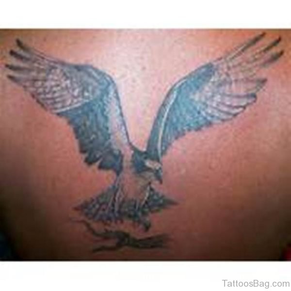 Osprey Bird Tattoo  On Back
